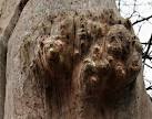 Some of Harry Potter's Dementors? No, just an old dead tree. - via Daymix