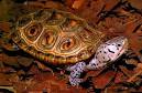 TERRAPIN