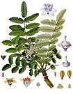 AromaTherapy Cosmos International: FRANKINCENSE: how the aromatic ...