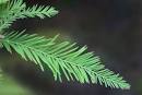 Bald Cypress: A Tree Of The Piedmont