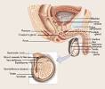 Anatomy and Function of the Testicle - Testicular Cancer