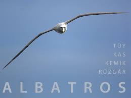 7B-Albatross bird*418 Images?q=tbn:ANd9GcQhiz29AIPnQjHNLAfFMpUHUrbOzKF06sjggAmcFuXfhJifAVs&t=1&usg=__qrTRB8eUbqL2MyOoZIMeR-G3-lk=