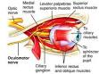 <b>Oculomotor nerve</b>
