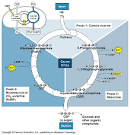 biologysemester52 - Calvin Cycle