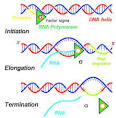 Dna Transcription Model | Chemistry@