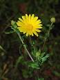 220px-Calendula_January_2008-1 ...