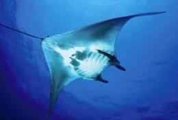 First satellite tag study for manta rays reveals habits and hidden journeys of ocean giants - firstsatelli