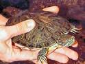 Red-eared Slider, Trachemys scripta elegans, Family: Emydidae