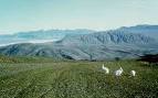 Photos from High Arctic Canada: Ellesmere and Axel Heiberg Island
