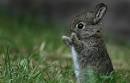 Baby Cottontail Rabbit | Flickr - Photo Sharing!