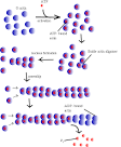 Actin - Wikipedia, the free encyclopedia
