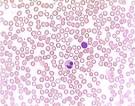 SIU SOM Histology