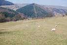 SJ2145 : Pregnant ewes with plenty of space - via Daymix