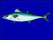 Double-lined mackerel - Wikipedia, the free encyclopedia