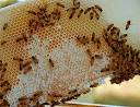 How to Keep Bees  Basics of Bee Keeping for Beginners EcoSalon