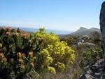 File:Peninsula Sandstone Fynbos - Cape Town 8.JPG - Wikimedia Commons