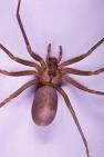 Spider Traps control poisonous and non-poisonous spiders.
