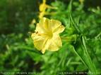 Floridata: <b>Mirabilis</b> jalapa