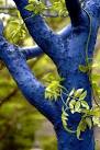 What Happened to the Blue Tree? | Daily Gazette