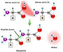 Proteins « humanbiology2011