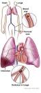 PULMONARY EMBOLISM