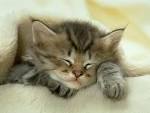 Fond d'ecran Petit chat gris - Wallpaper