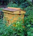Gardening 101  Backyard beekeeping   Philadelphia Sustainable
