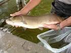 Bowfin dogfish lawyer grinner - via Daymix