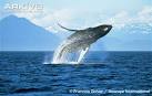 ARKive - Humpback whale videos, photos and facts - Megaptera ...