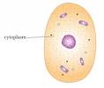 Cytoplasm « A Tourists Guide to Cellville