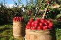 Kuipers Family Farm Blog » apple orchard