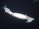 California's attack of the jumbo squid - environment - 23 July ...