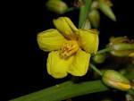 <b>Ochnaceae</b> Ouratea