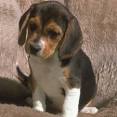 Beagle Postcard