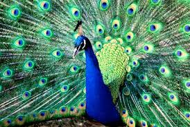 peacocks are my favorite animal