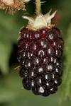 File:Boysenberry.jpg - Wikipedia, the free encyclopedia
