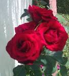 File:Ramillete de rosas rojas. - via Daymix