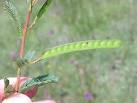 <b>Chamaecrista</b> fasciculata