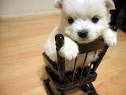 very very cute dogs