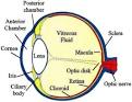 Finding the ISO of the Human Eye