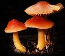 C Ribet Wild Mushroom Pictures and Fungi Art Prints start as Wild ...