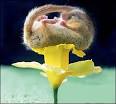 It& #39;s a dorm
ant mouse! |   ...