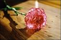 Carnation - Good Collection Of Wallpapers