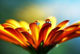 http://t3.gstatic.com/images?q=tbn:ANd9GcQktxDflEAO4wbchlu2ep2OPV6AuFc78xBu5nmqAYQwDIh4GhHMAT3aOSnt-A