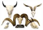 Bovidae (Bison, Cows,Sheep, Antelopes etc.) | Skulls Unlimited ...
