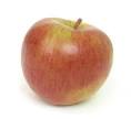 Cook's Thesaurus: Apples