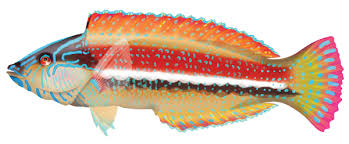 Image result for Southern Wrasse