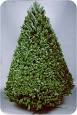 National Christmas Tree Association: Douglas Fir