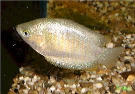 Colia lasia