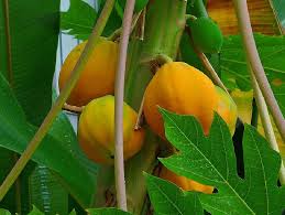 Papaya: fruit of the Angels
